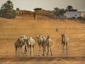 Camels of the Sahara Desert Royalty Free Stock Photo