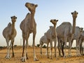 Camels of the Sahara Desert Royalty Free Stock Photo