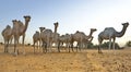 Camels of the Sahara Desert Royalty Free Stock Photo