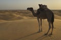 Camels of the Sahara Desert Royalty Free Stock Photo