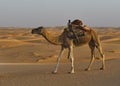 Camels of the Sahara Desert Royalty Free Stock Photo