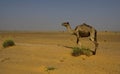 Camels of the Sahara Desert Royalty Free Stock Photo