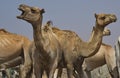 Camels for any choice