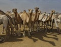 Camels for any choice