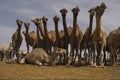 Camels for any choice Royalty Free Stock Photo