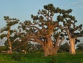 The grandeur of the grandiose baobabs