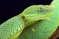 West African bush viper (Atheris chlorechis) Royalty Free Stock Photo