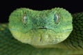 West African bush viper Atheris chlorechis Royalty Free Stock Photo
