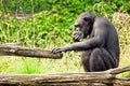 West African Chimpanzee