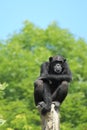 West african chimpanzee Royalty Free Stock Photo