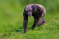 West african chimpanzee airs through a meadow Royalty Free Stock Photo