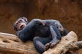 West african chimpanzee (Pan troglodytes verus) in a zoo of Tenerife (Spain) Royalty Free Stock Photo