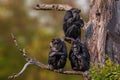 3 west african chimpanzee sitting in a tree Royalty Free Stock Photo