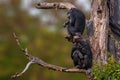 2 west african chimpanzee sitting in a tree Royalty Free Stock Photo