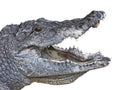 West African crocodile (crocodylus suchus) Royalty Free Stock Photo