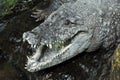 West African crocodile Royalty Free Stock Photo