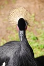 West african crowned crane Royalty Free Stock Photo