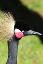 West african crowned crane Royalty Free Stock Photo