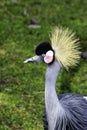 West african crowned crane Royalty Free Stock Photo