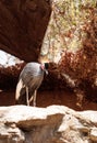 West African Crowned Crane Balearica pavonina pavonina Royalty Free Stock Photo