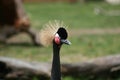 West African Crowned Crane Close Up Royalty Free Stock Photo