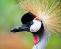 West African Crowned Crane II Royalty Free Stock Photo