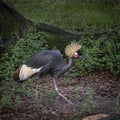 West African Crowned Crane Marching Royalty Free Stock Photo