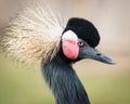 West African Crowned Crane Royalty Free Stock Photo