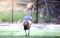 West african crowned crane in The zoo Thailand for beautiful show Royalty Free Stock Photo