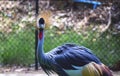 West african crowned crane in The zoo Thailand for beautiful show Royalty Free Stock Photo