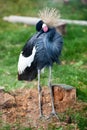 West African Crowned Cranes