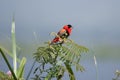 West African Fire Velvet Weaver