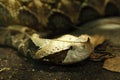 West African Gaboon viper Bitis gabonica rhinoceros is is lying hidden on the ground in typical position and waiting for its Royalty Free Stock Photo
