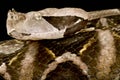 West African Gaboon viper Bitis rhinoceros Royalty Free Stock Photo