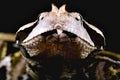 West African Gaboon viper Bitis rhinoceros Royalty Free Stock Photo
