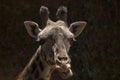 West African Giraffe close up chewing open mouth - Los Angeles Zoo