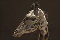 Cute doe-eyed West African Giraffe in profile - Los Angeles Zoo