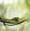West African Green Mamba Royalty Free Stock Photo