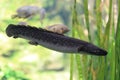 West african lungfish