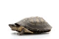 West African Sideneck Turtles Royalty Free Stock Photo