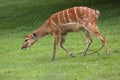 West african sitatunga Royalty Free Stock Photo