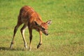 West african sitatunga Royalty Free Stock Photo
