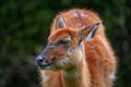 West African Sitatunga, Tragelaphus spekii gratus, Lekoko in Gabon. Close-up detail portraitof rare forest antelope in the nature