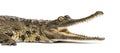 West African slender-snouted crocodile, 3 years old, isolated