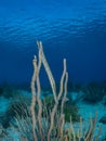 West Atlantic trumpetfish, Aulostomus maculatus. Caribbean Diving holiday Royalty Free Stock Photo