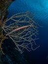 West Atlantic trumpetfish, Aulostomus maculatus. Caribbean Diving holiday Royalty Free Stock Photo