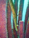 West Atlantic trumpetfish, Aulostomus maculatus. CuraÃÂ§ao, Lesser Antilles, Caribbean Royalty Free Stock Photo