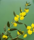 West Australia Wild Flower Season Acacia Nervosa Royalty Free Stock Photo