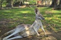 West Australian giant kangaroo lying on the ground