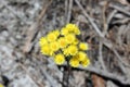 West Australian Native Wildflower